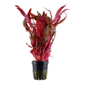 Alternanthera Reineckii Mini