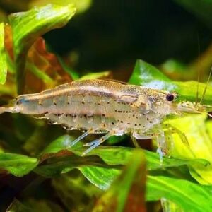 Amano Shrimps 4Cm
