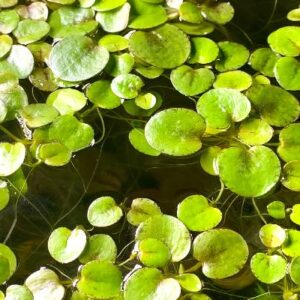 Amazon Frog Bit