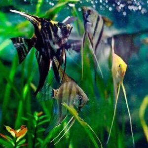 Angel Fish Mix 5Cm