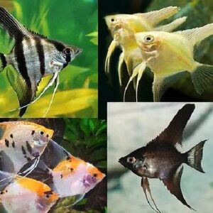 Angel Fish Mix 5 TO 6Cm