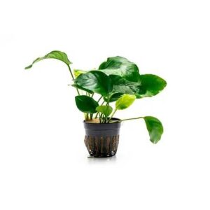 Anubias Bartei Broad Mini Leaf