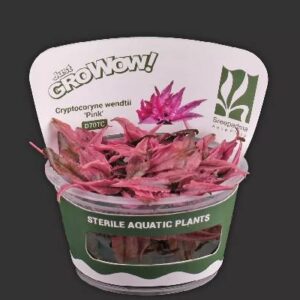 Aquaflora Cryptocorne Wenditti Pink
