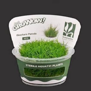 Aquaflora Eleocharis Parvula