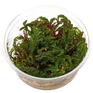 Aquaflora Hygrophila Pinnatifida