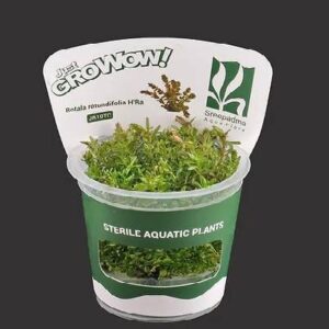 Aquaflora Rotala Rotundifolia Hra