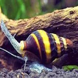 Assasin Snail