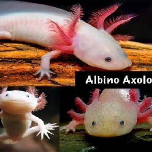 Axolotl ALBINO 14Cm