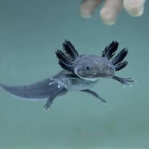 Wild Axolotl 14cm Online