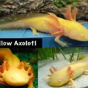 Axolotl Yellow 14Cm
