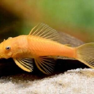 Albino Bristal Nose 4Cm