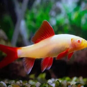 Albino Rainbow Shark Fish 6Cm