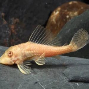 Albino Sucker Fish 5Cm