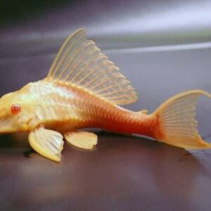 Albino Sucker Fish 7Cm