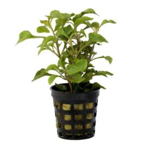 Alternanthera Bettzickiana Green