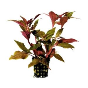 Alternanthera Cardinalis