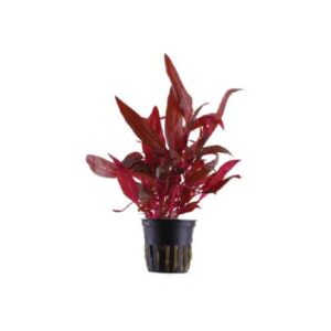Alternanthera Rosaefolia