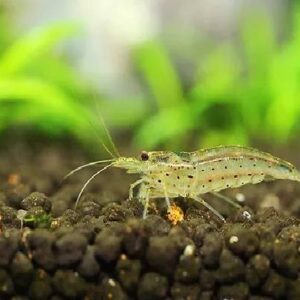 Amano Shrimp 2.5Cm