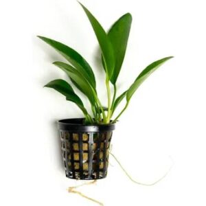 Anubias Conegensis