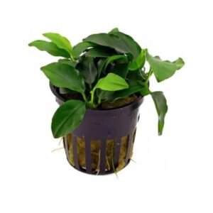 Anubias Nana