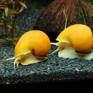 Apple Snail 3.5Cm