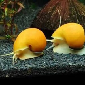 Apple Snail 3.5Cm