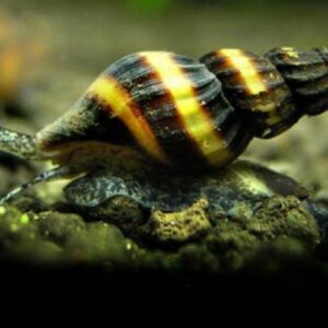 Assasin Snail