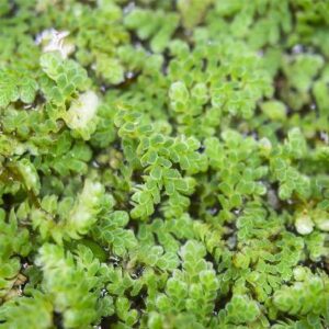 Azolla Floating 1-2Cm