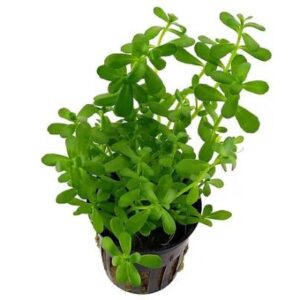 Bacopa Monnieri
