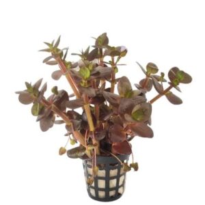 Bacopa Salzmannii Purple
