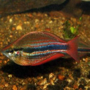 Banded Rainbow 6Cm