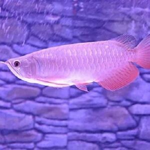 Banjar Red Arowana 16Cm