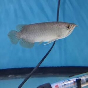 Banjar Red Arowana 16Cm