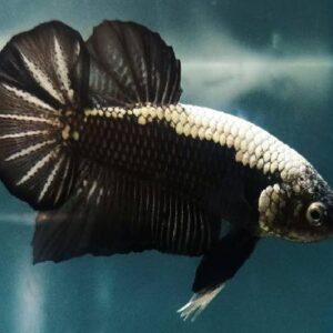 Betta Black Samurai