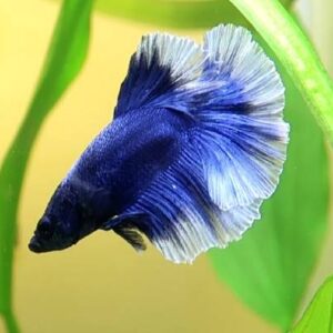 Betta Blue Butterfly 5Cm