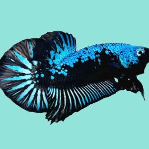 Betta Blue Samurai