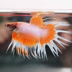 Betta Crown Tail