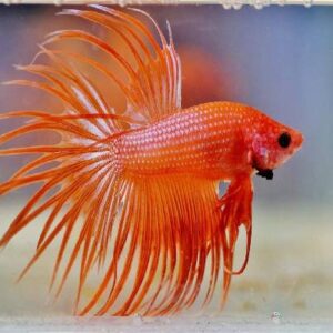 Betta Crown Tail 5Cm