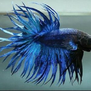 Betta Crown Tail Blue