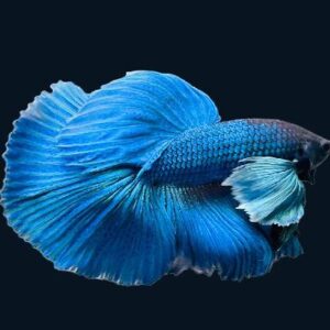 Betta Halfmoon Blue