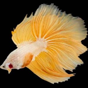 Betta Halfmoon Dragon 5Cm