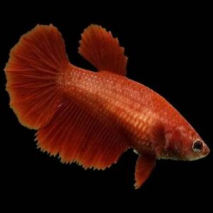 Betta Halfmoon Female 5Cm
