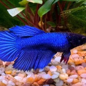 Betta Halfmoon Female 5Cm