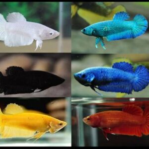 Betta Halfmoon Female Mix 5Cm