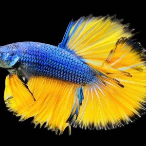 Betta Halfmoon Mustard
