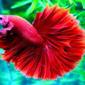 Betta Halfmoon Red
