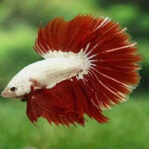 Betta Halfmoon Red Dragon 5Cm