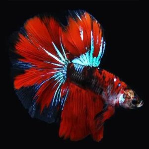 Betta Koi Halfmoon 4Cm