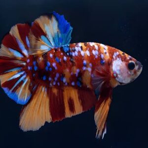 Betta Plakkat