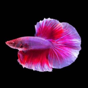 Betta Red Butterfly 5Cm
